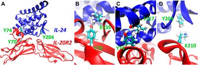 Regulation of IL-24/IL-20R2 complex formation using photocaged tyrosines and UV light